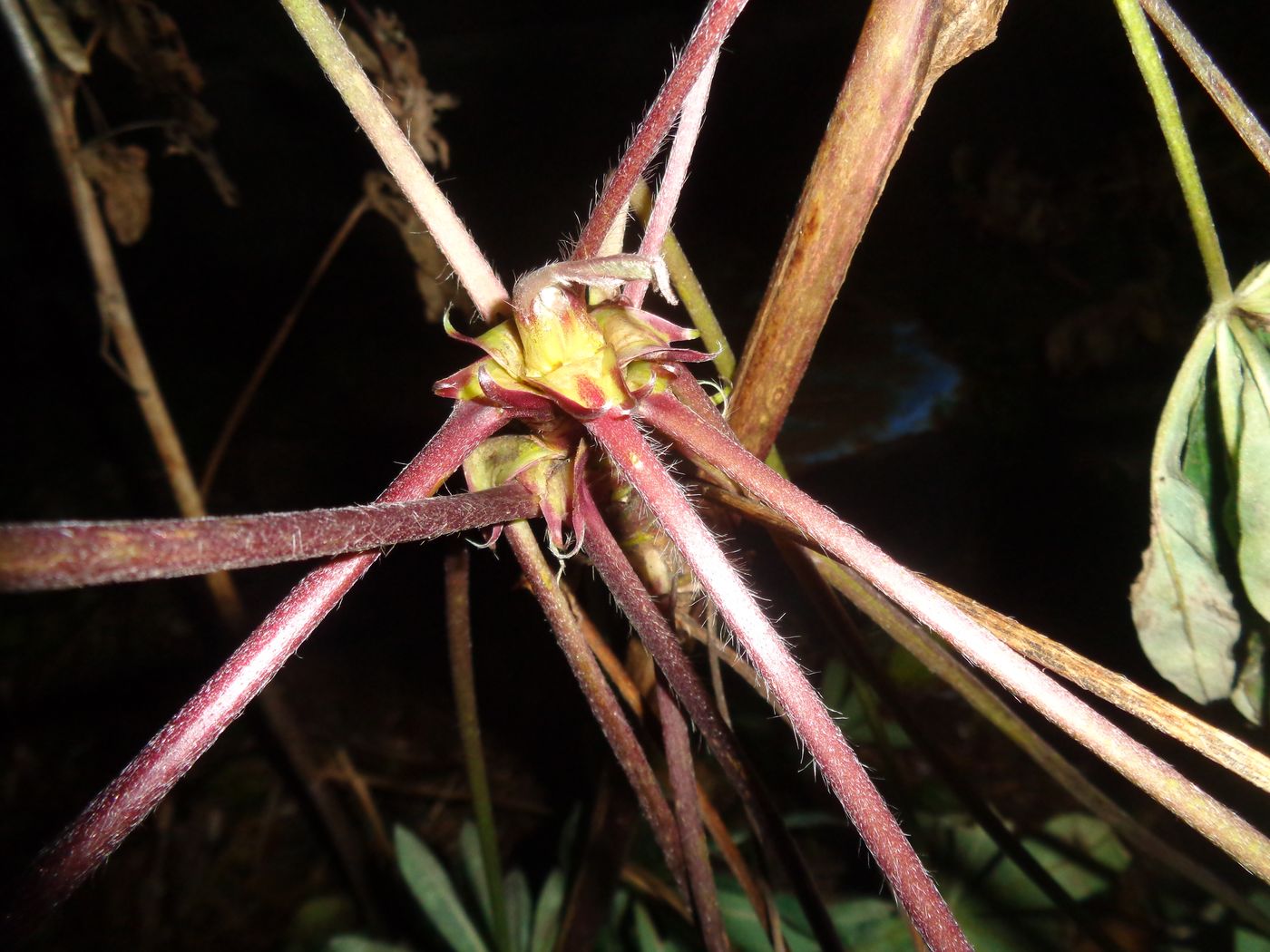 Image of Lupinus &times; regalis specimen.