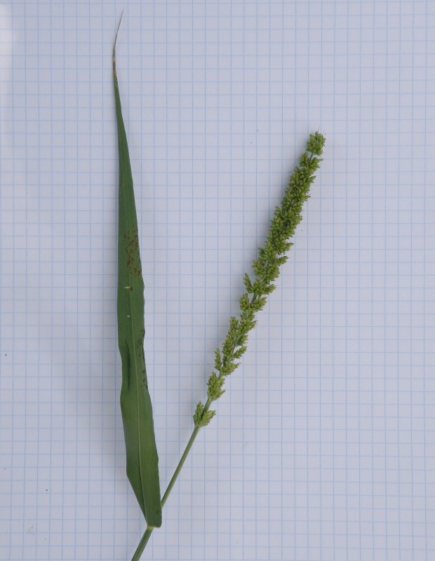 Image of genus Setaria specimen.