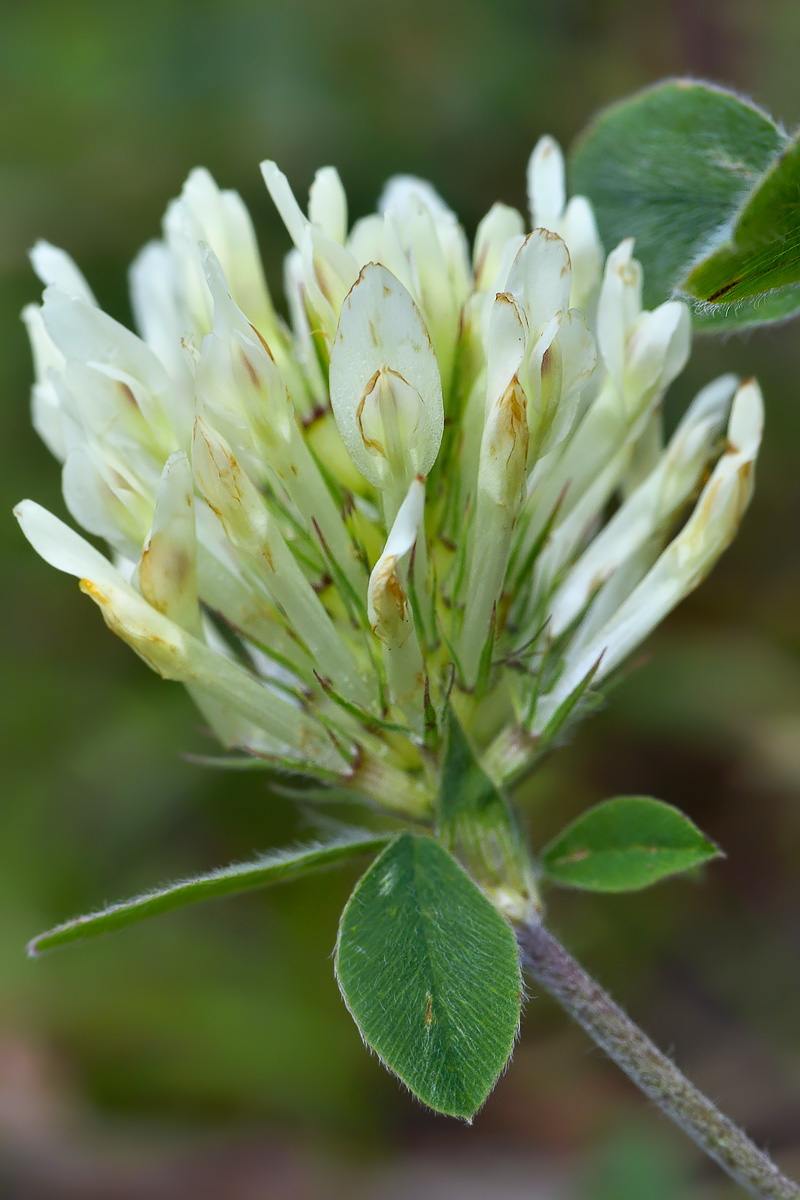 Image of Trifolium canescens specimen.