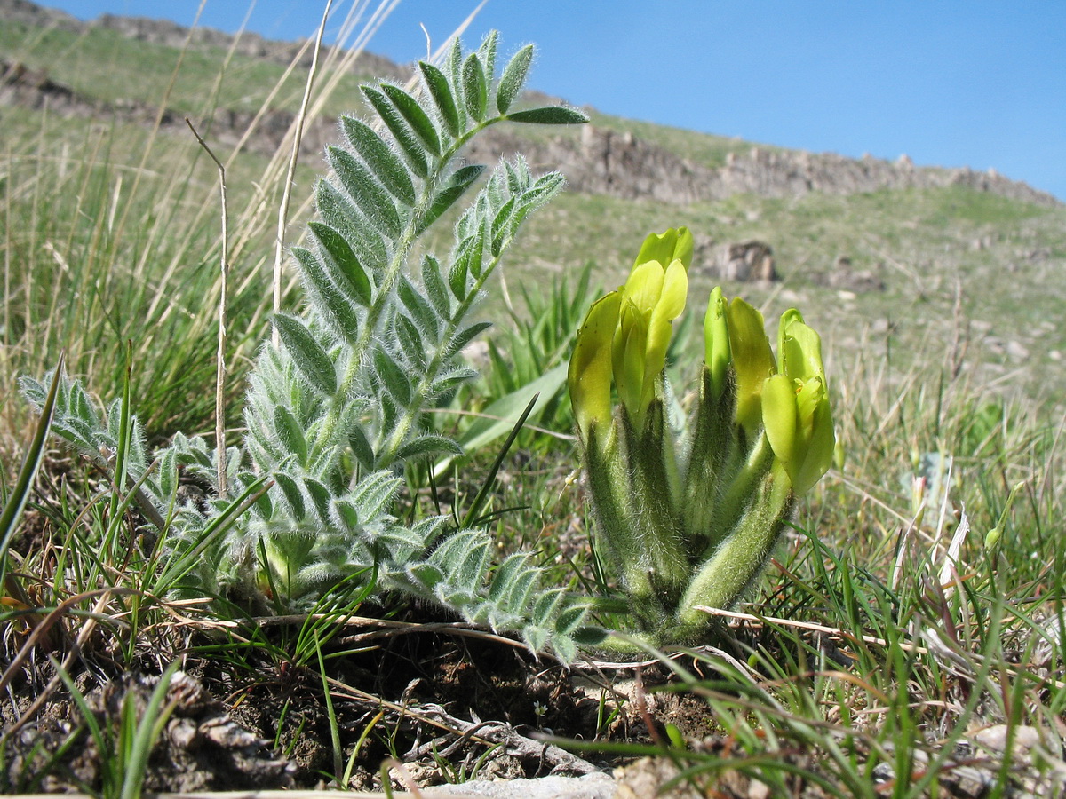 Изображение особи Astragalus xipholobus.