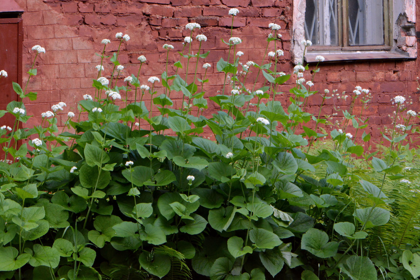 Изображение особи Valeriana alliariifolia.