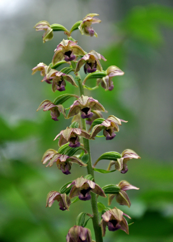 Изображение особи Epipactis helleborine.