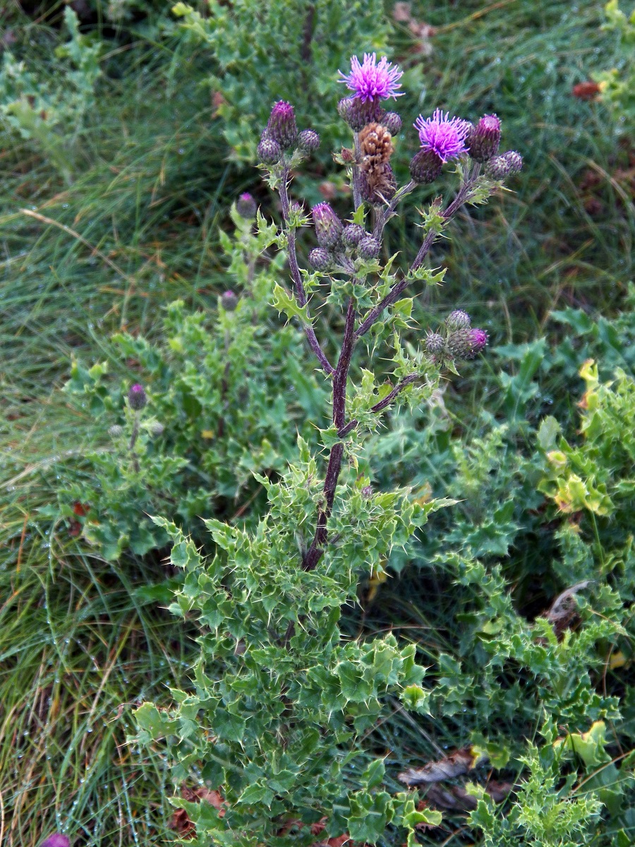 Image of genus Cirsium specimen.