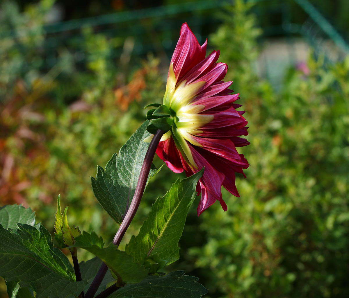 Image of Dahlia pinnata specimen.