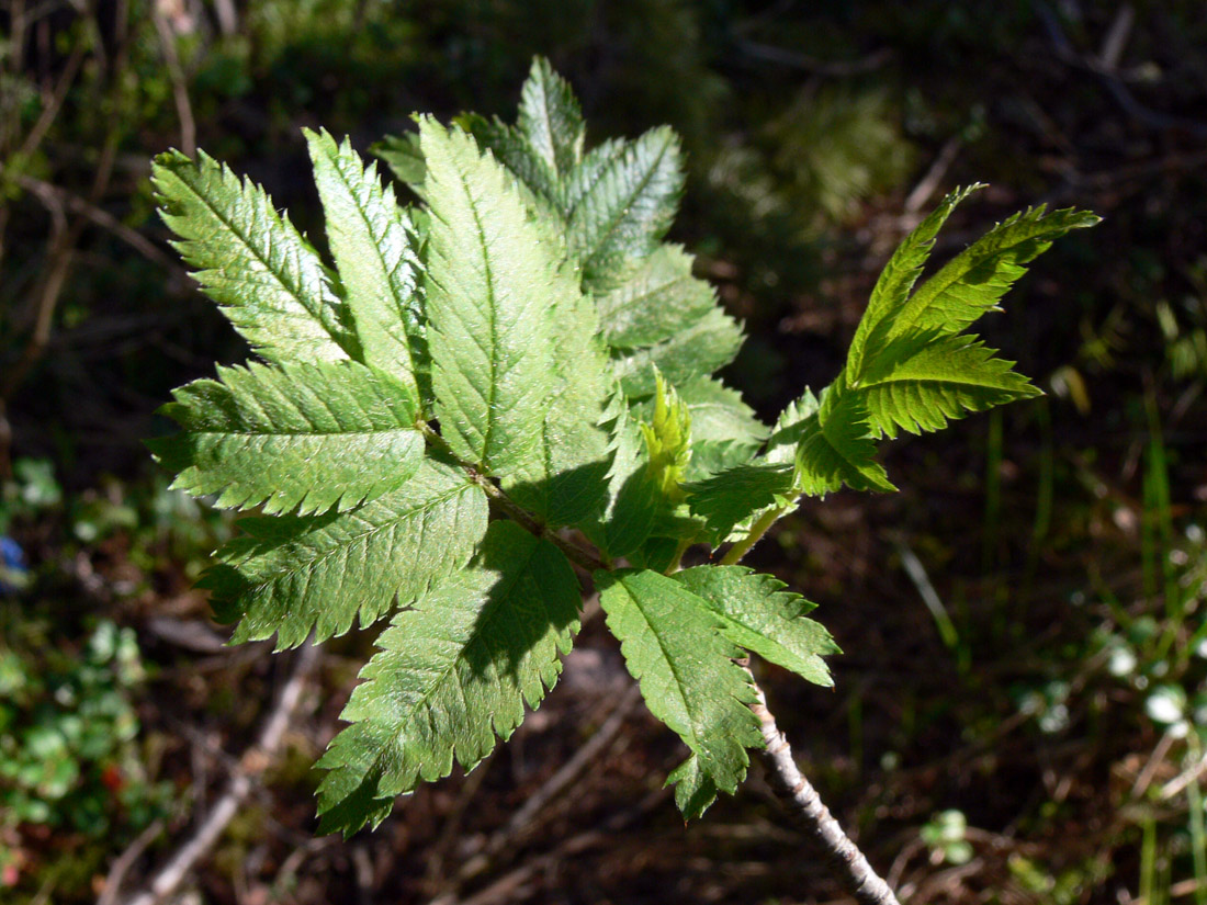 Изображение особи Sorbus sibirica.