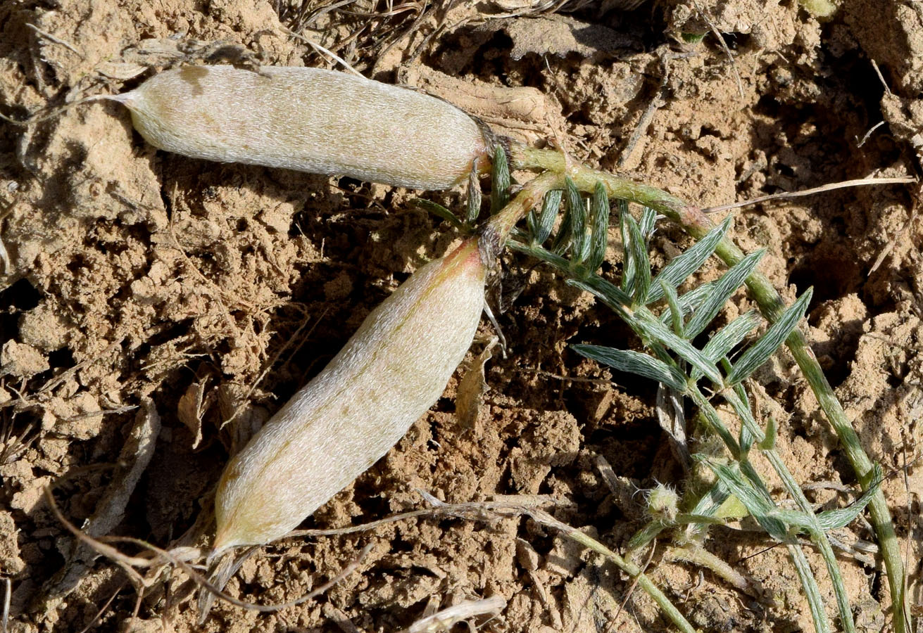 Изображение особи Astragalus dianthus.