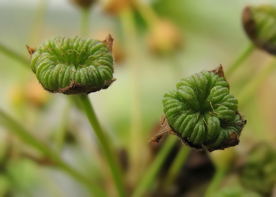 Image of Alisma plantago-aquatica specimen.