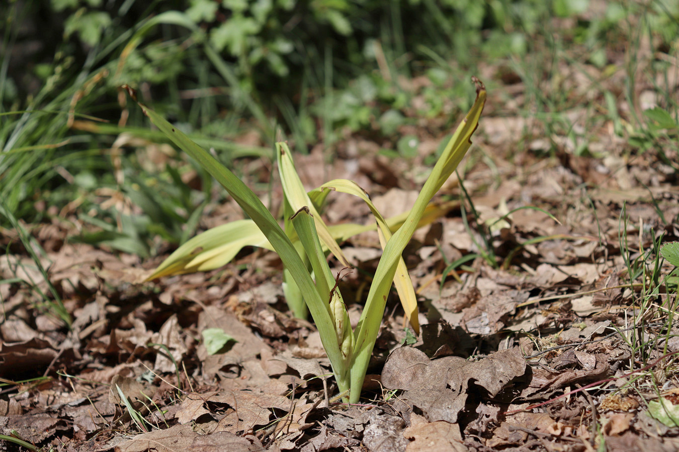 Изображение особи Colchicum umbrosum.