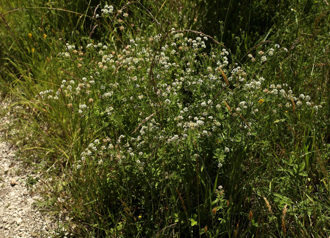 Image of genus Dorycnium specimen.