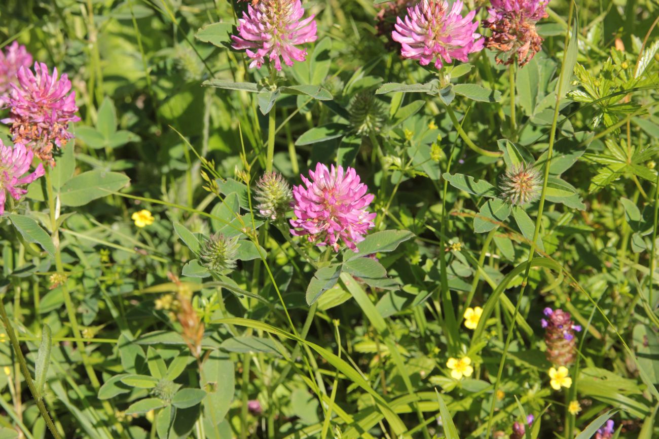 Image of Trifolium medium specimen.