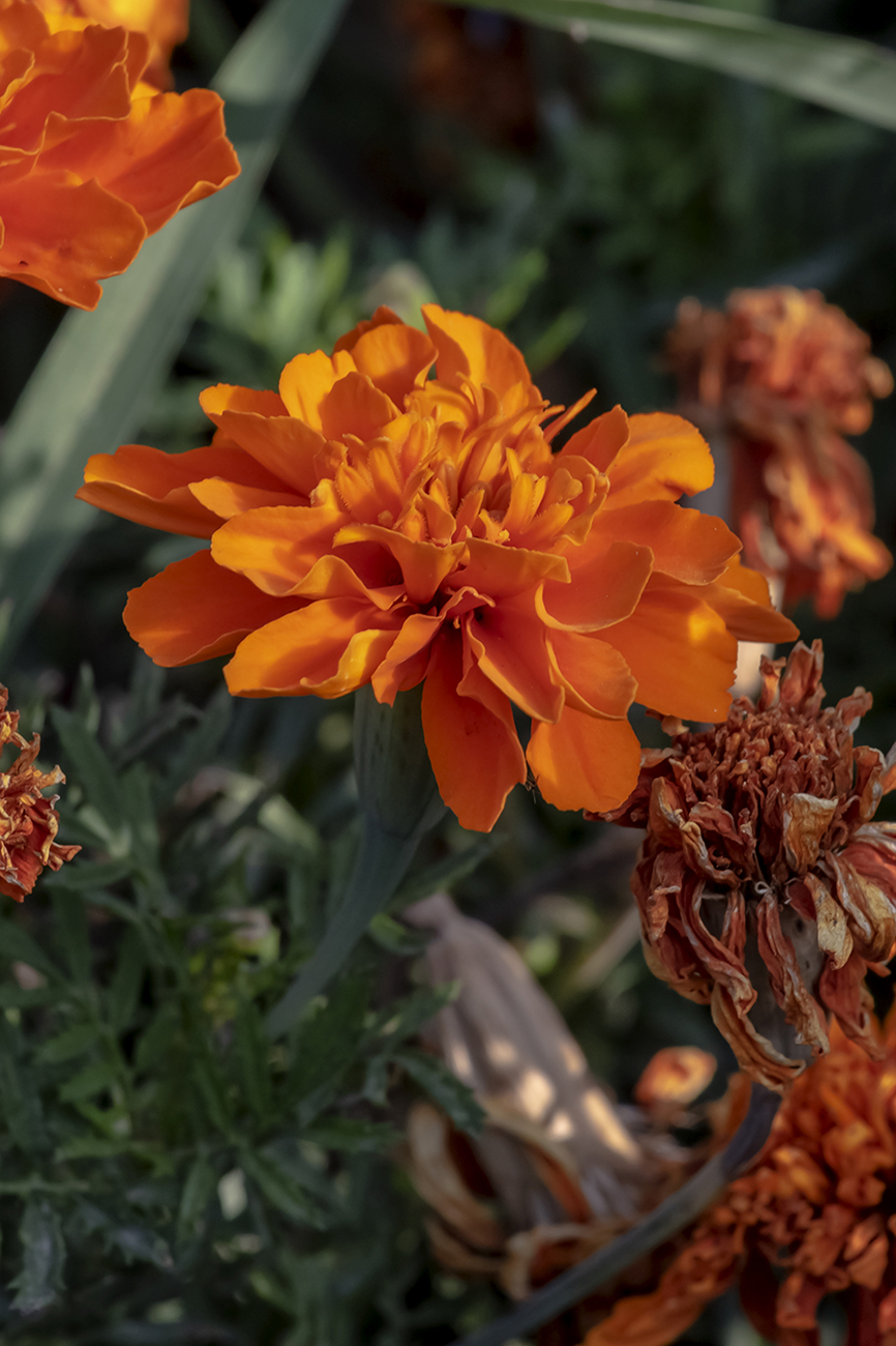 Изображение особи Tagetes patula.