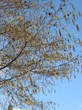 Alnus × spaethii. Часть кроны цветущего дерева с прошлогодними соплодиями. Нидерланды, провинция Гронинген, Гронинген, в уличном озеленении. 14 января 2007 г.