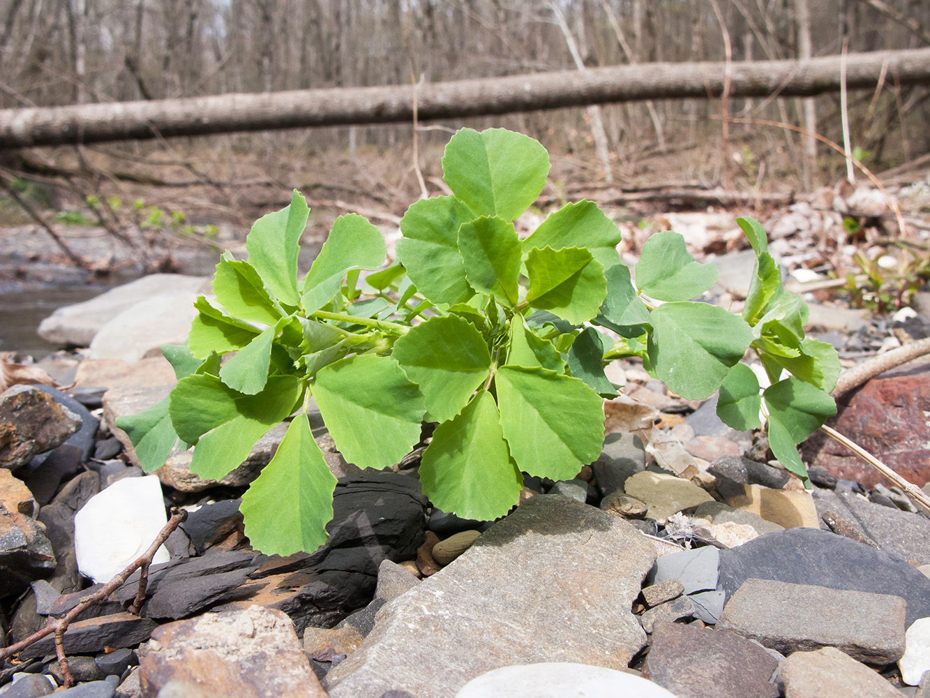 Image of Melilotus officinalis specimen.