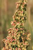 Rumex aquaticus