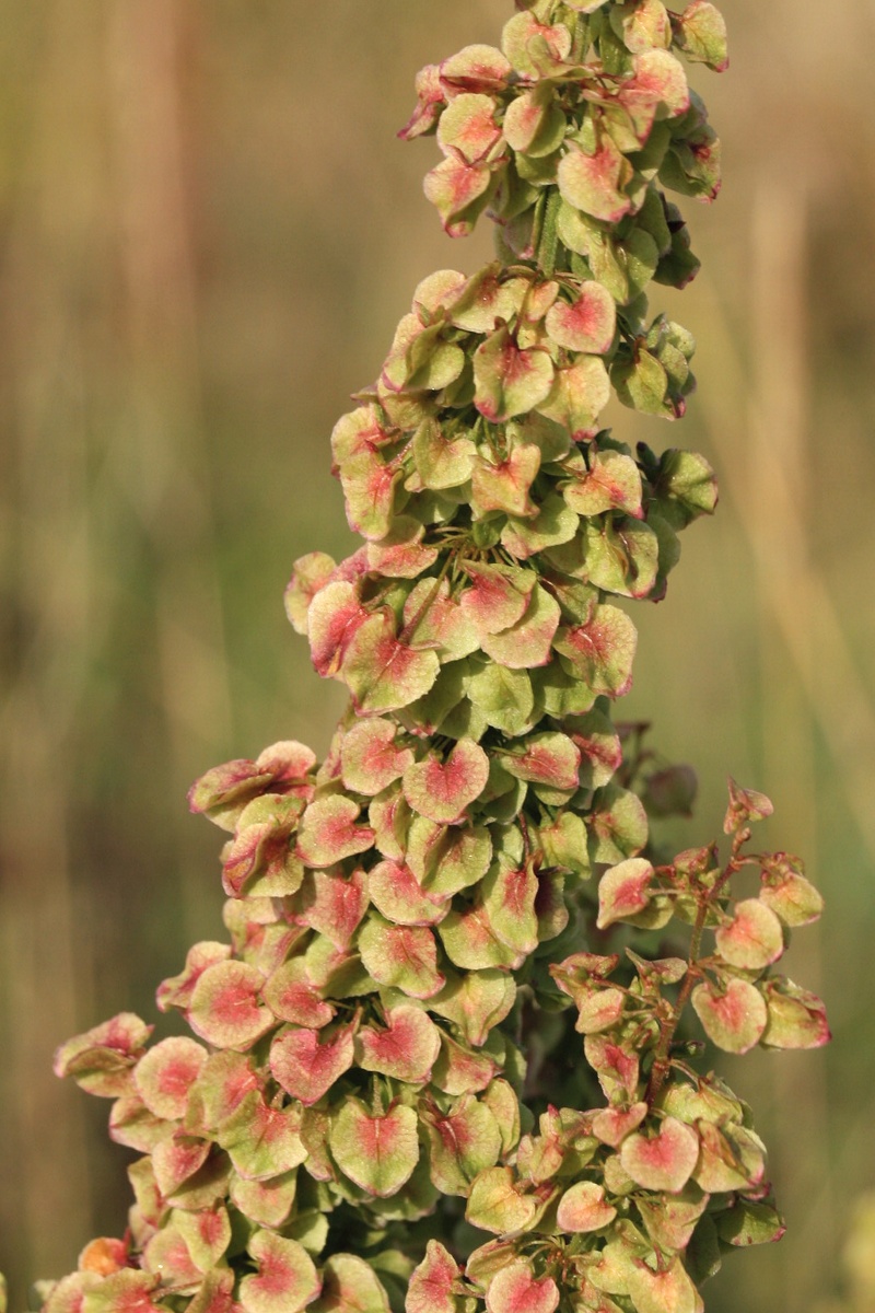 Изображение особи Rumex aquaticus.