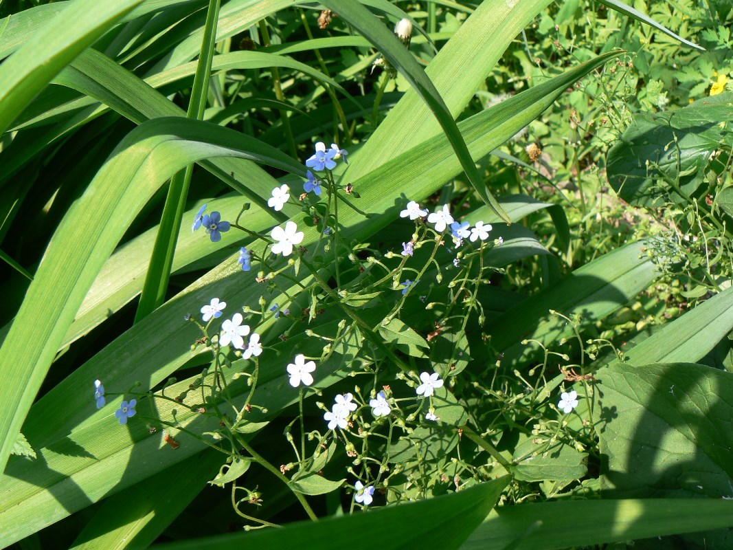 Изображение особи Brunnera sibirica.