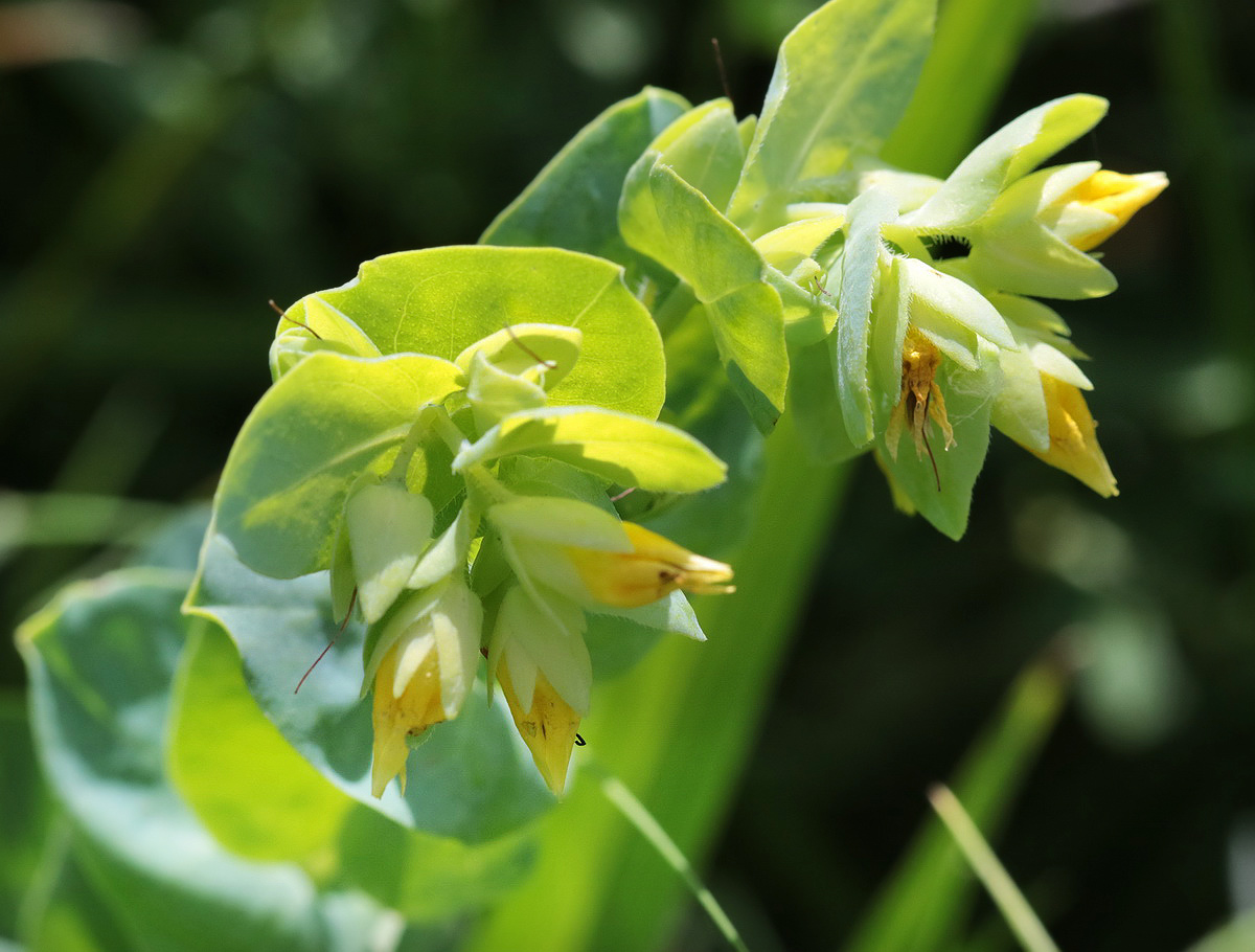 Image of Cerinthe minor specimen.