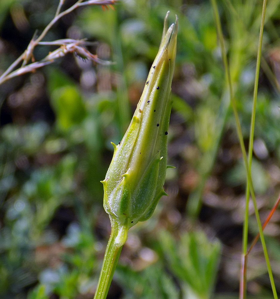 Image of Scorzonera lachnostegia specimen.