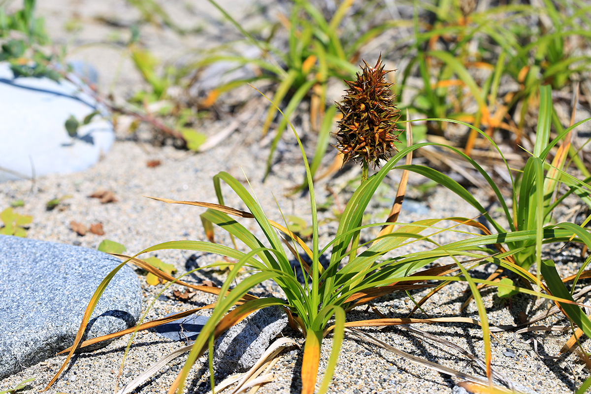 Изображение особи Carex macrocephala.