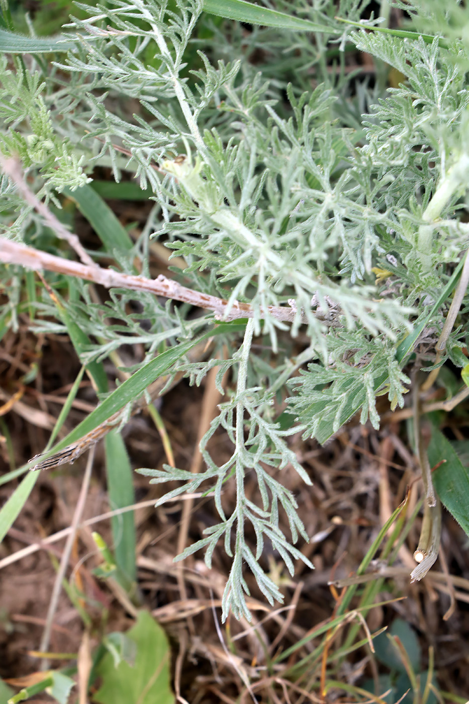 Изображение особи Artemisia tenuisecta.