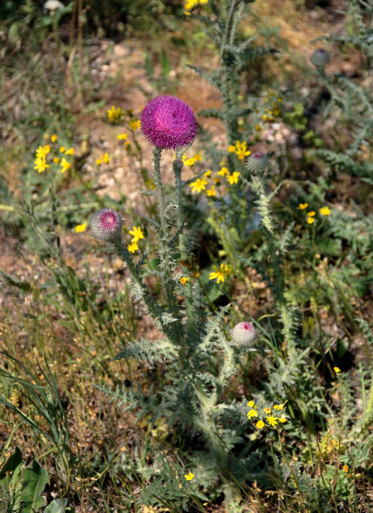 Image of Carduus uncinatus ssp. davisii specimen.