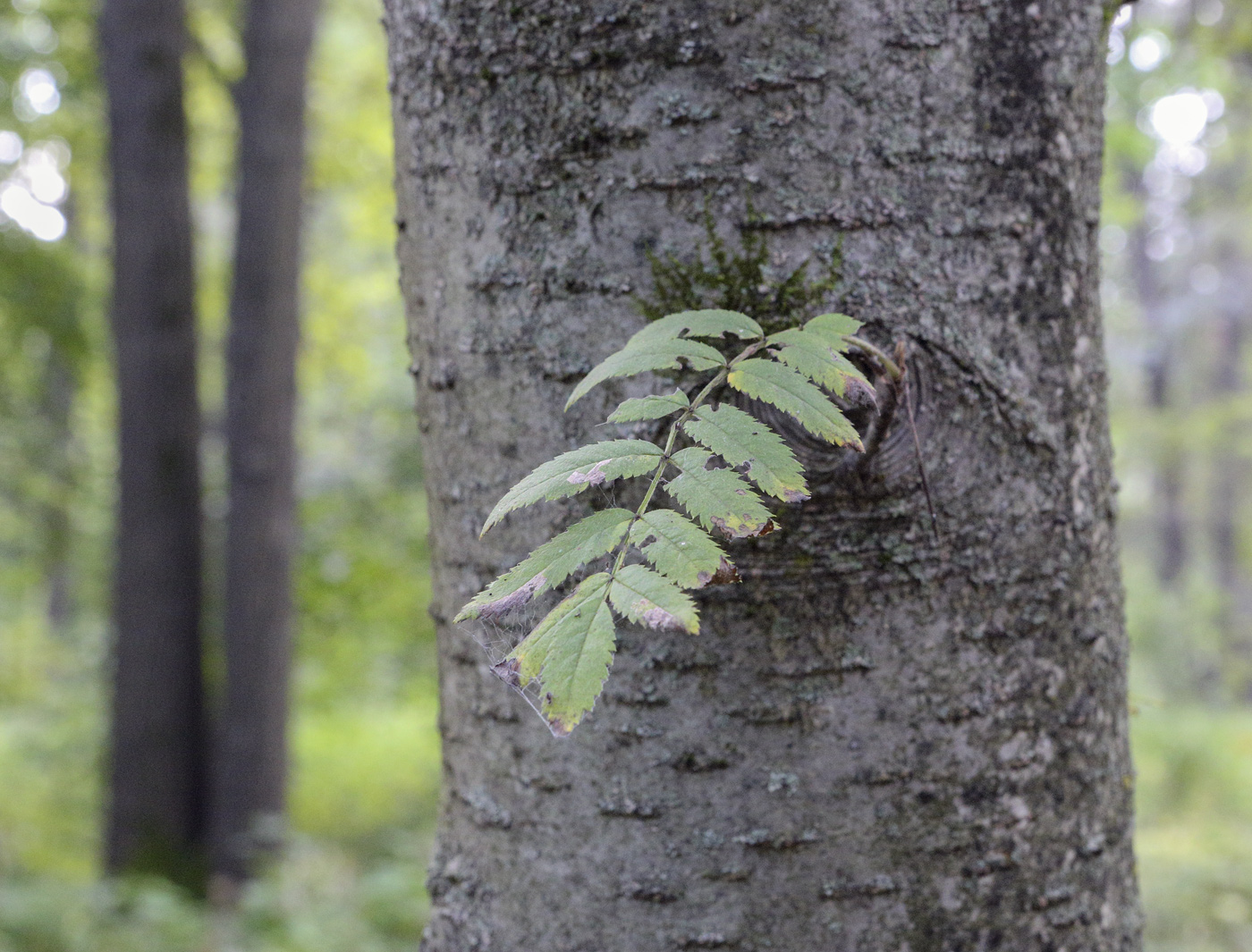 Image of Sorbus &times; arnoldiana specimen.