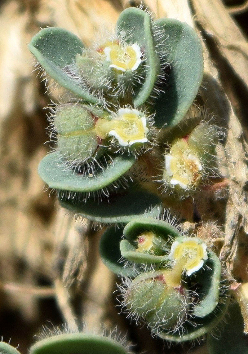 Изображение особи Euphorbia canescens.