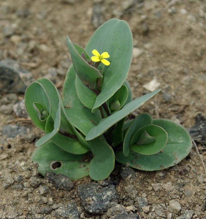 Image of Conringia clavata specimen.