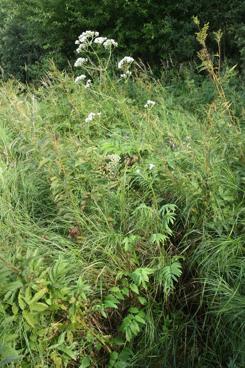 Изображение особи Valeriana officinalis.