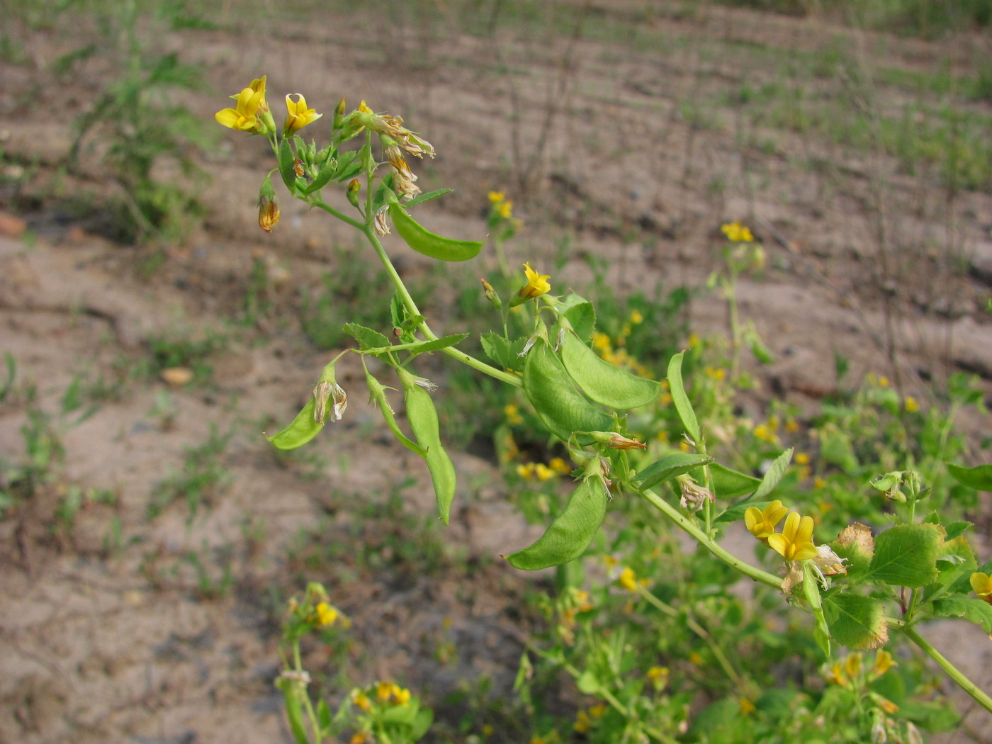 Изображение особи Melilotoides platycarpos.