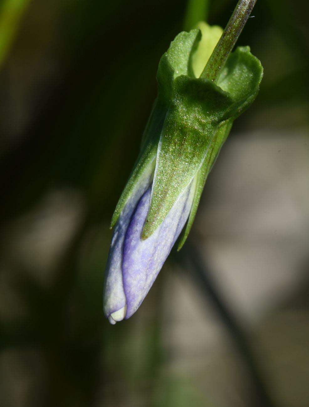 Image of genus Viola specimen.