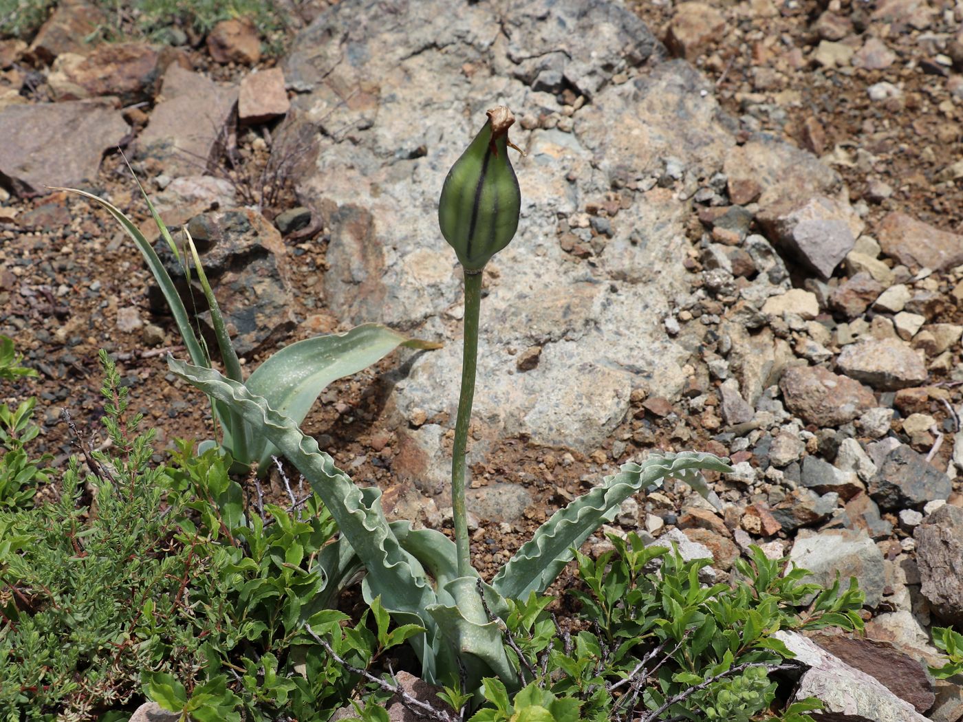 Изображение особи Tulipa dubia.