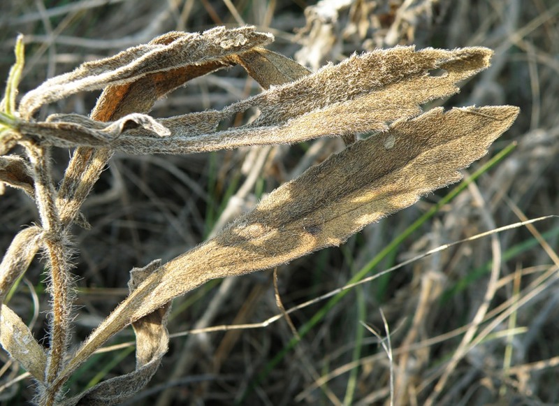 Image of Ajuga laxmannii specimen.