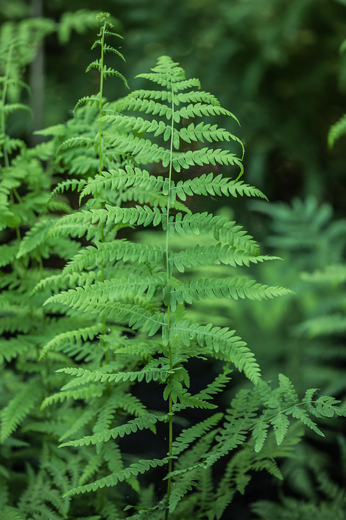 Изображение особи Thelypteris palustris.