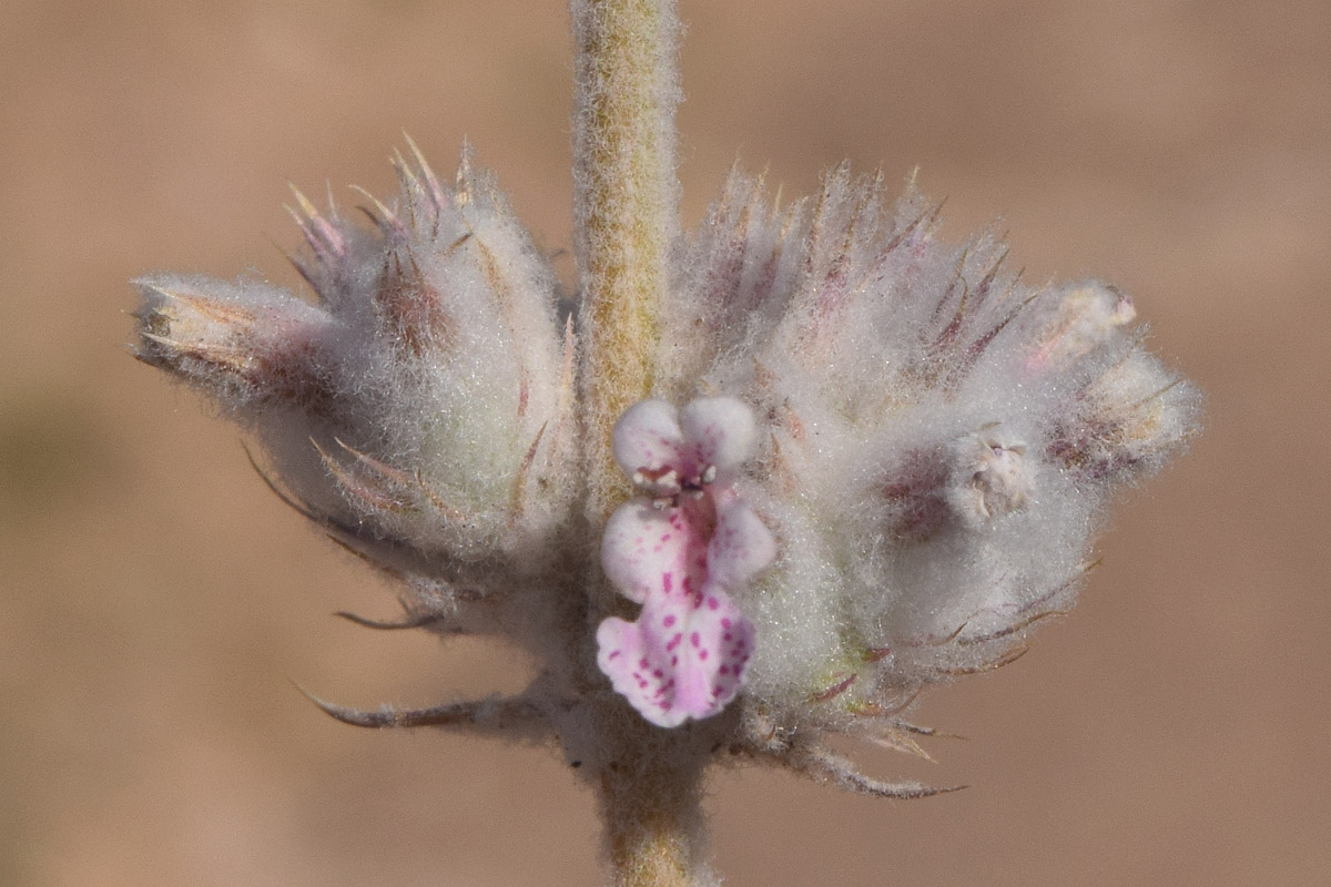 Image of Nepeta olgae specimen.