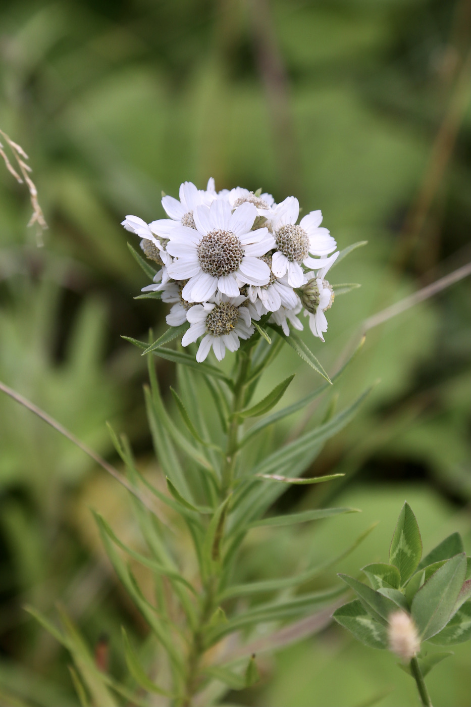 Image of Achillea ptarmica ssp. macrocephala specimen.