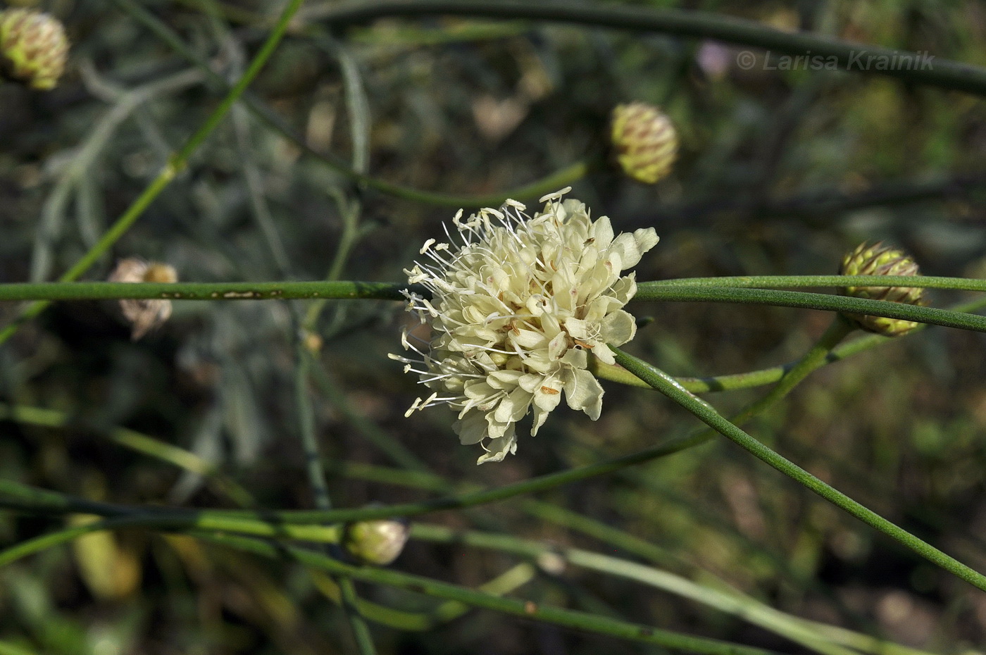 Image of Cephalaria uralensis specimen.