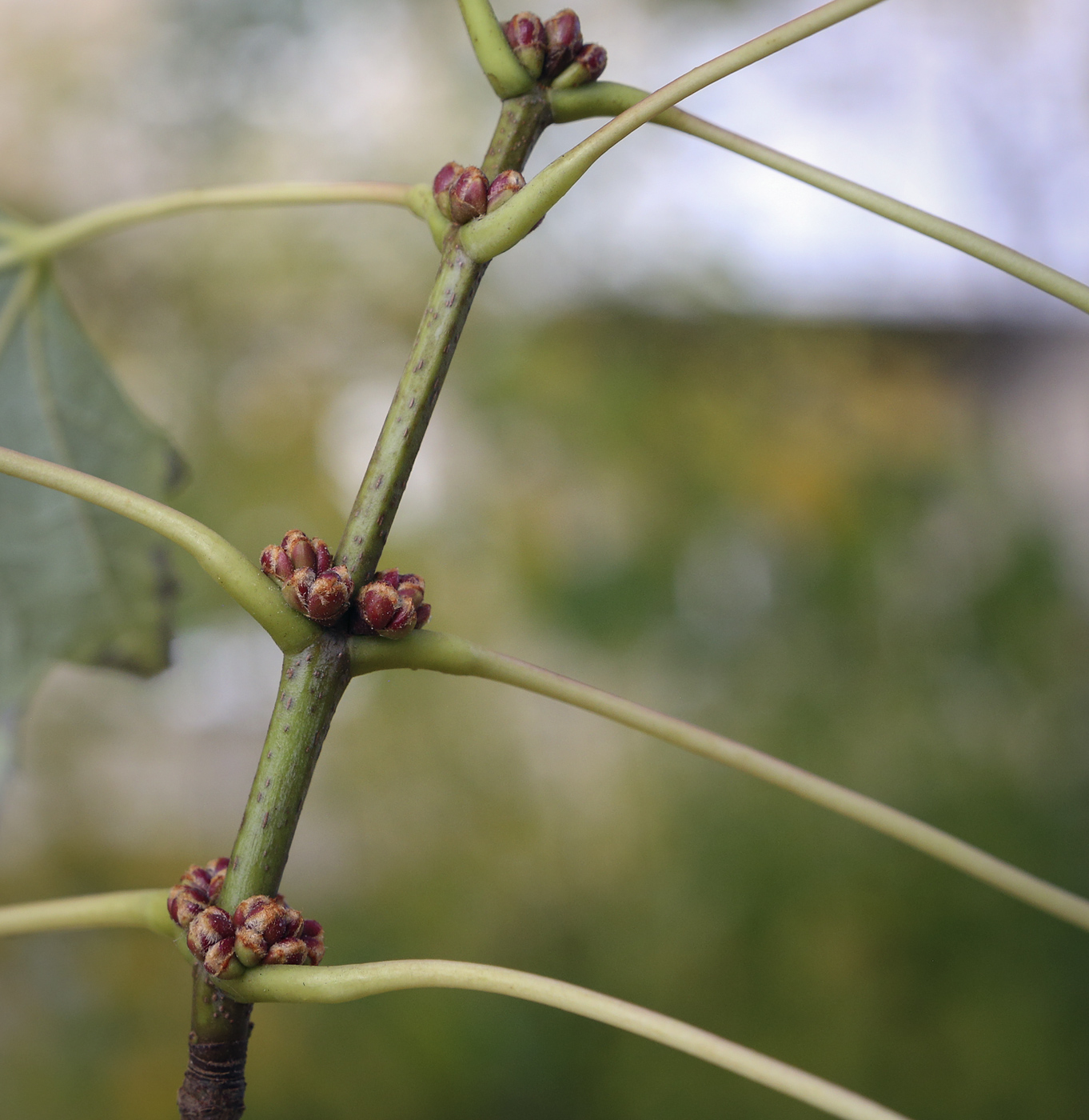 Image of Acer saccharinum specimen.