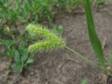 Setaria viridis. Верхушка побега с аномальным соплодием. Краснодарский край, Кавказский р-н, окр. ст-цы Темижбекская, у дороги. 13.07.2022.