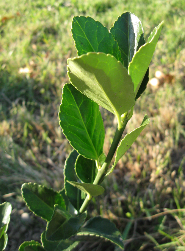 Изображение особи Euonymus japonicus.