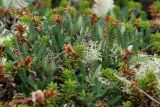 Dryas octopetala subspecies subincisa. Листья плодоносящего растения среди побегов вороники (Empetrum hermaphroditum) и талломов Cladonia. Мурманская обл., Кольский р-н, окр. с. Териберка, природный парк «Териберка», высота 111.7, малоснежная лишайниково-кустарничковая тундра. 04.08.2022.