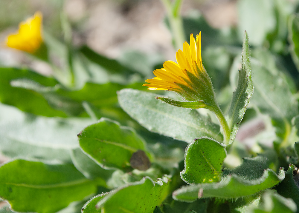 Изображение особи Calendula arvensis.