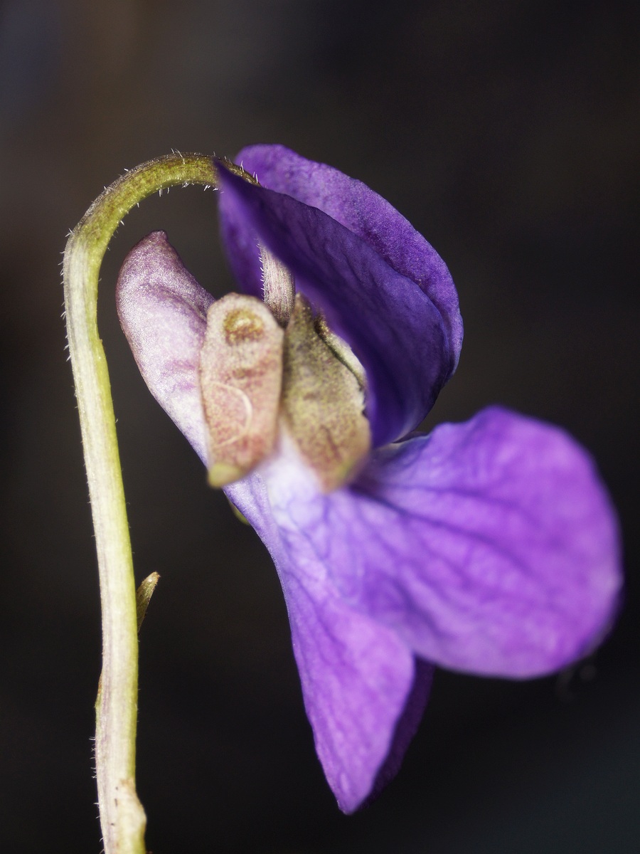 Image of Viola odorata specimen.