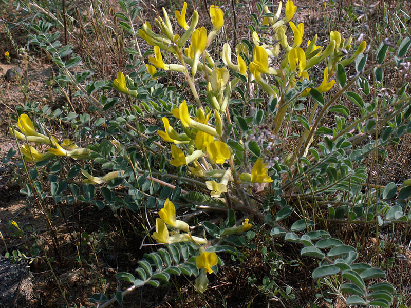 Image of Astragalus longipetalus specimen.