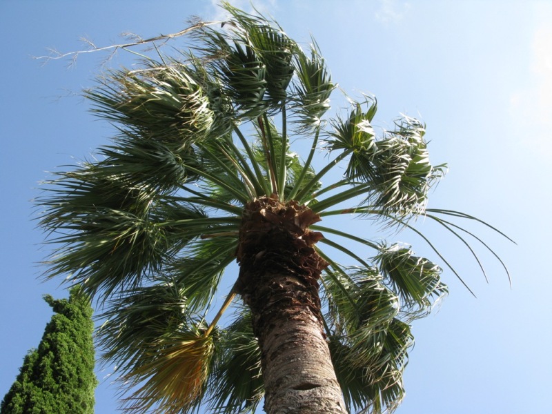 Image of Washingtonia filifera specimen.