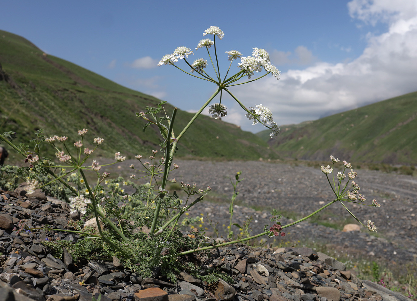 Image of Astrodaucus orientalis specimen.