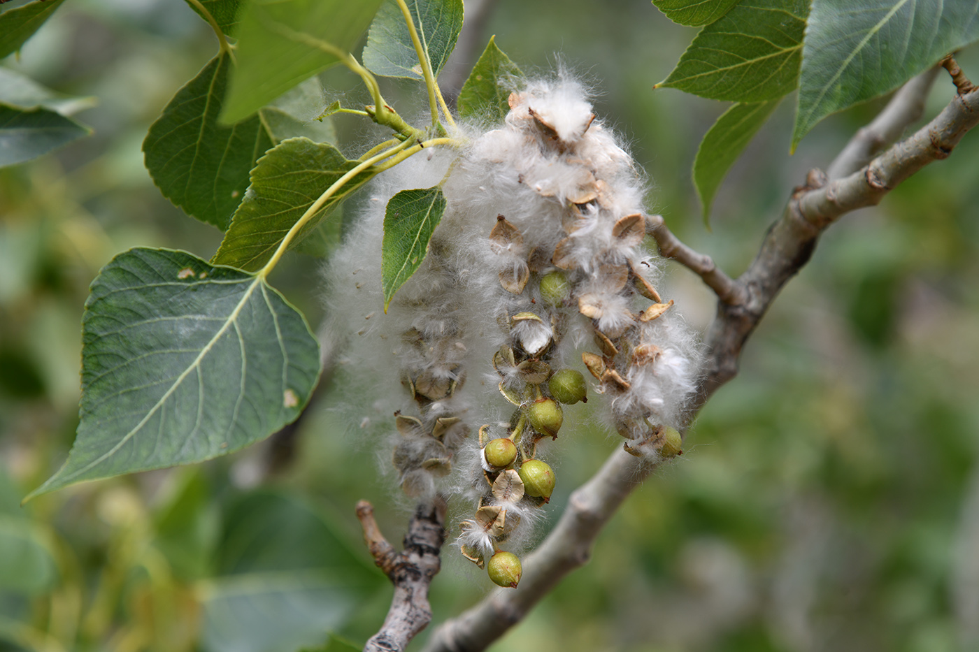 Изображение особи Populus afghanica.