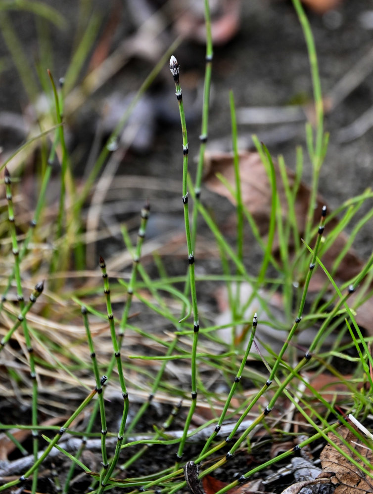 Image of Equisetum variegatum specimen.