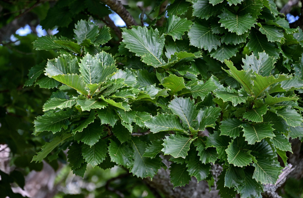 Изображение особи Quercus crispula.