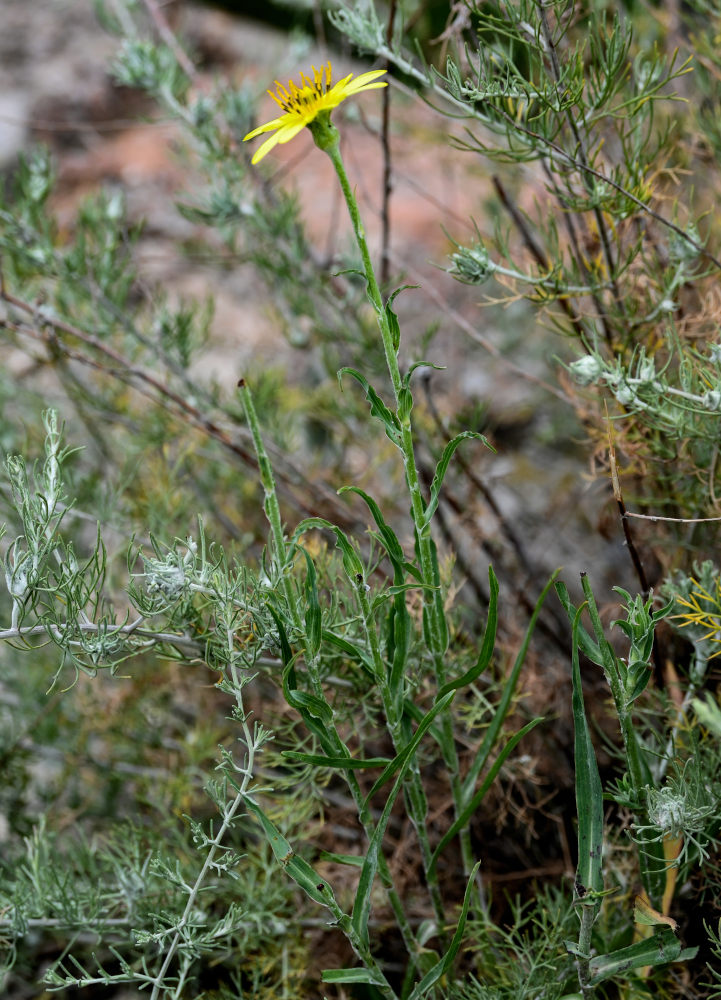 Image of genus Tragopogon specimen.